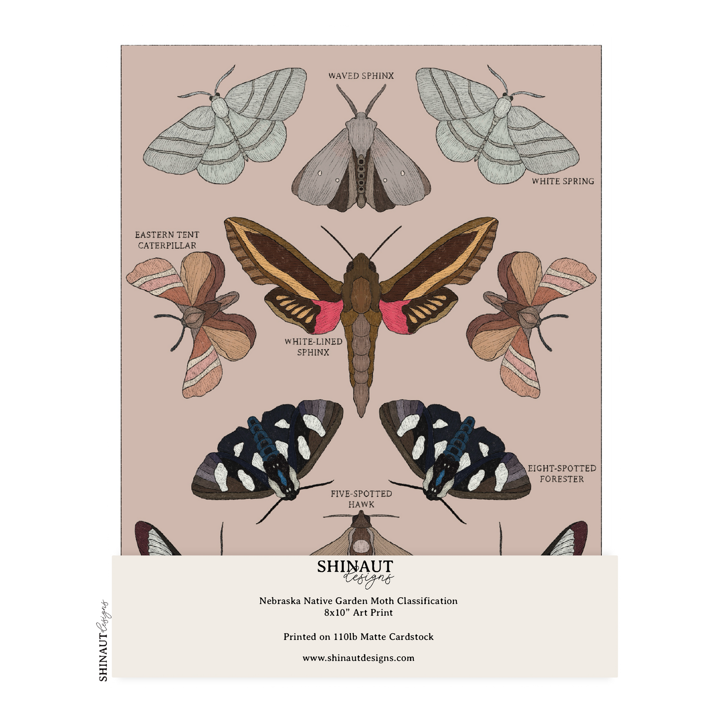 Nebraska Native Garden Moths Classification Art Print