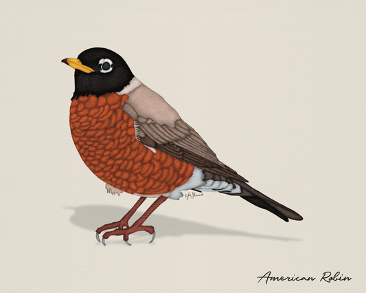 photo of american robin bird art print from shinaut designs 