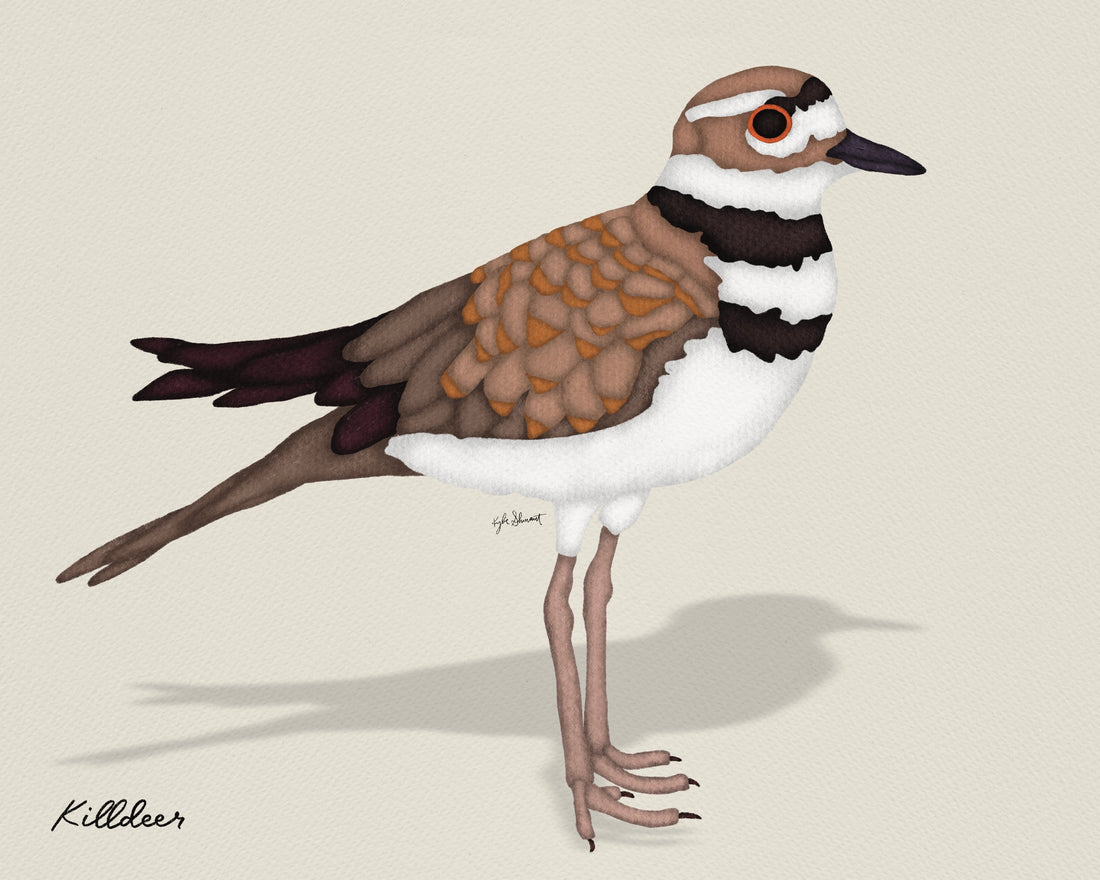 Why Killdeer Birds Choose Gravel Areas for Nesting