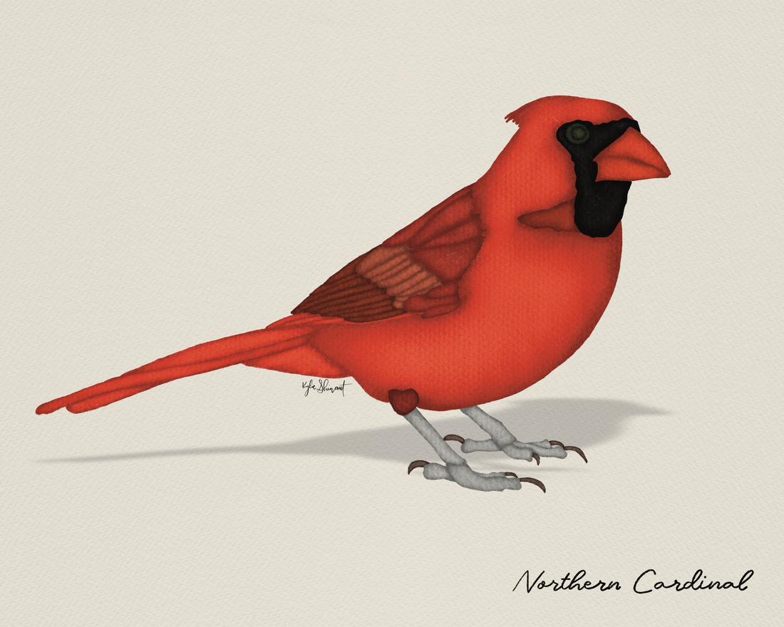 Why Do Northern Cardinals Seem Like Lost Loved Ones? The Science Behind the Symbolism