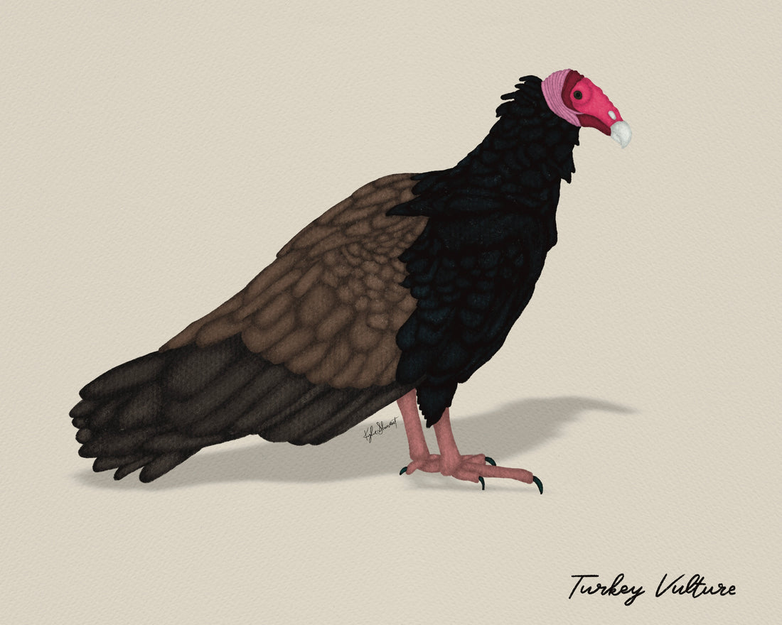 Turkey Vultures in the Midwest: Soaring Through the Skies