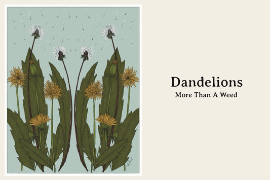 Dandelions: More Than a Weed