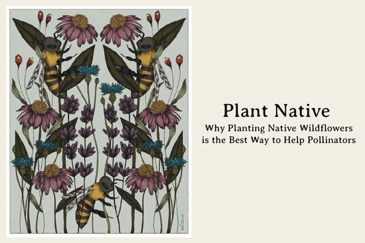 Plant Native: Why Planting Native Wildflowers is the Best Way to Help Pollinators