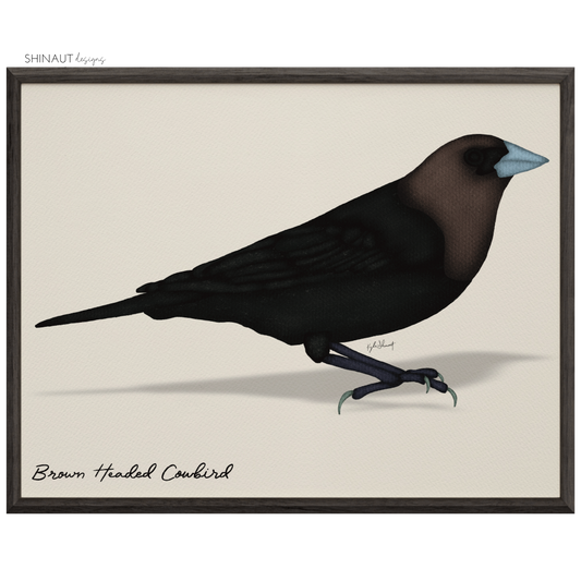 Brown Headed Cowbird Art Print