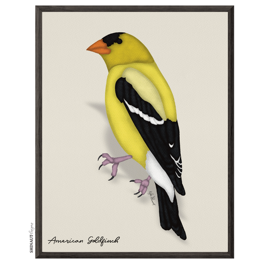 american goldfinch art print in black picture frames