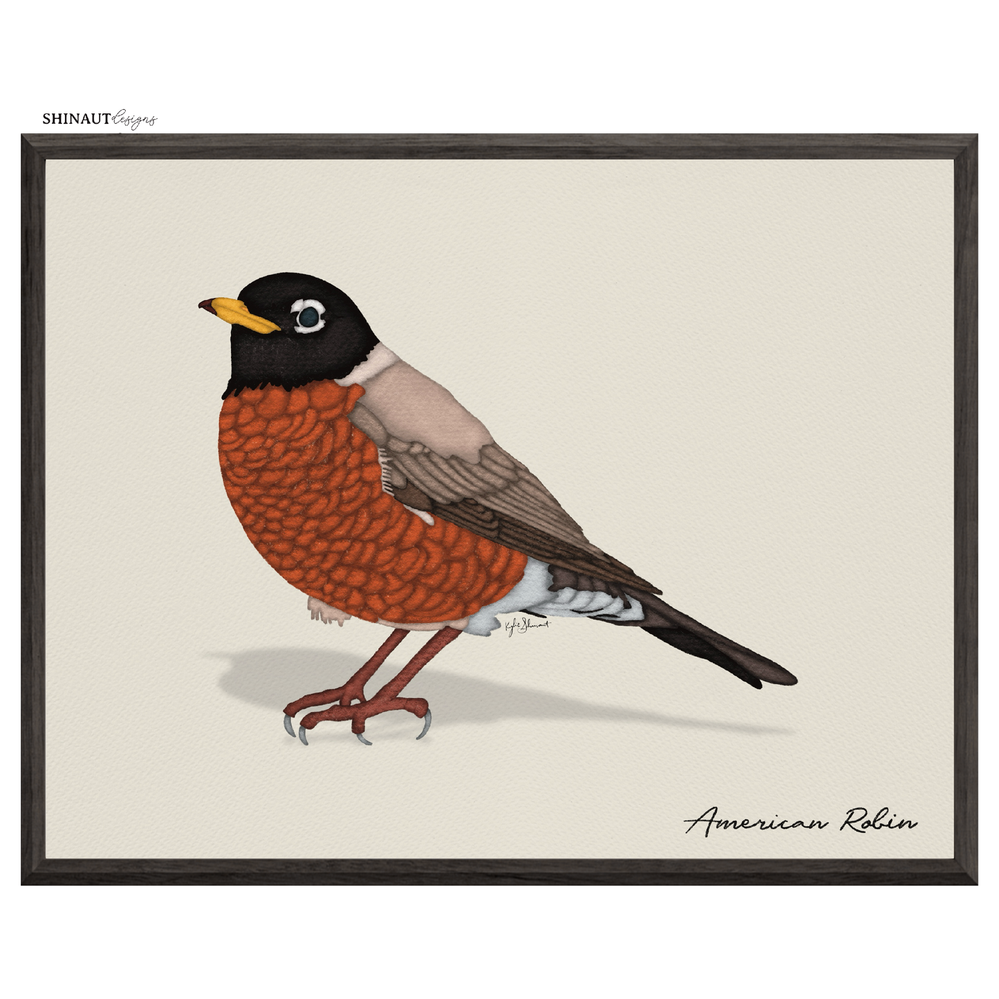 american robin art print in black picture frames