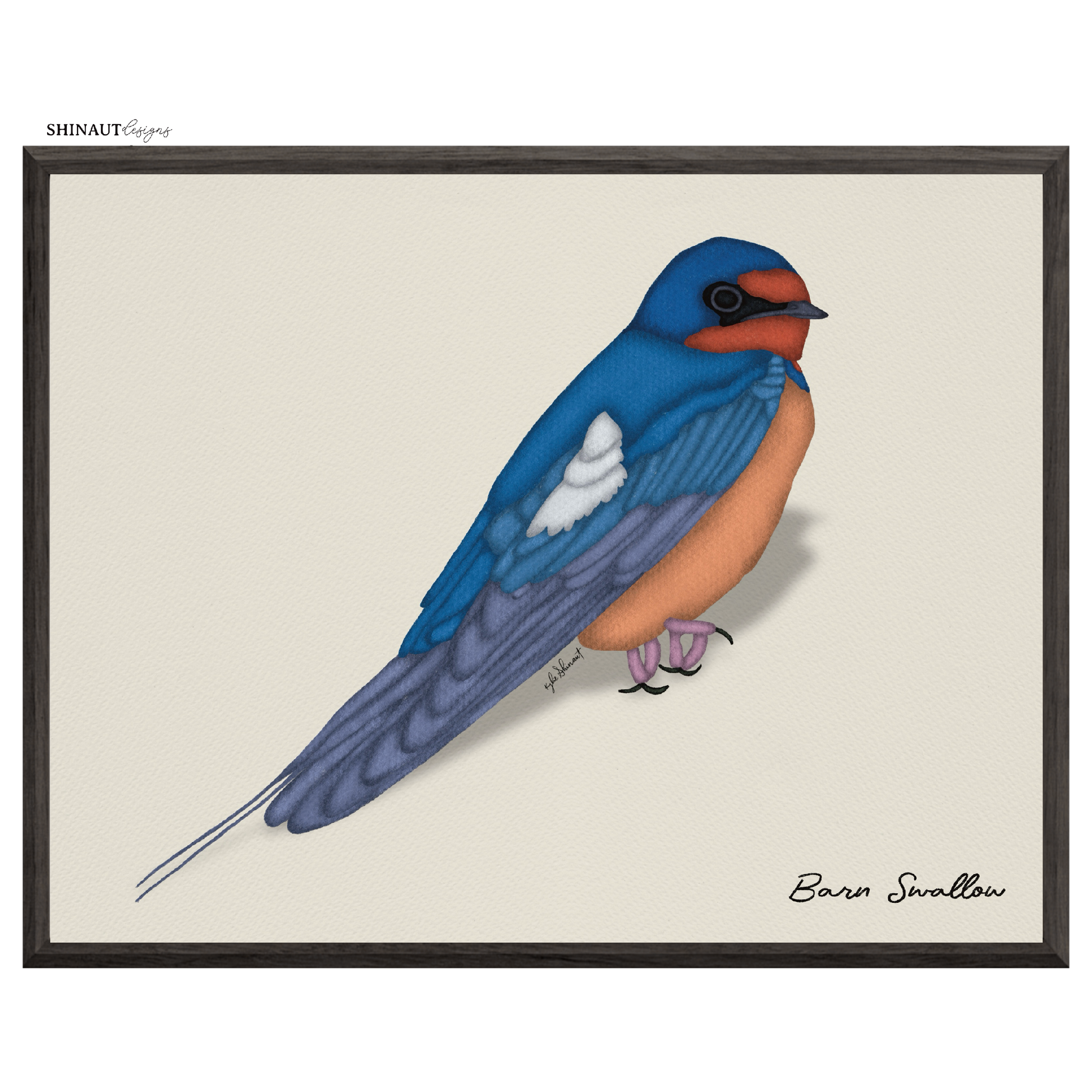 barn swallow  art print in black picture frames