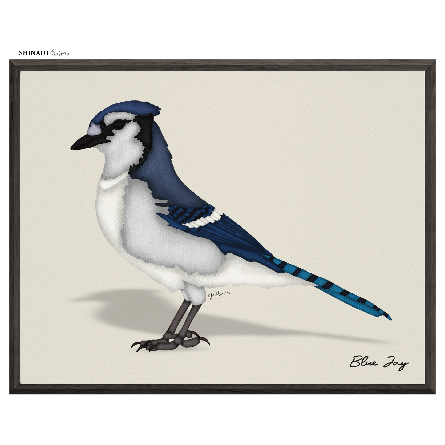 blue jay art print  in black picture frames