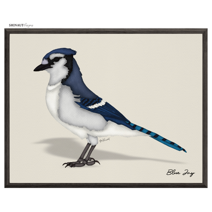 blue jay art print  in black picture frames