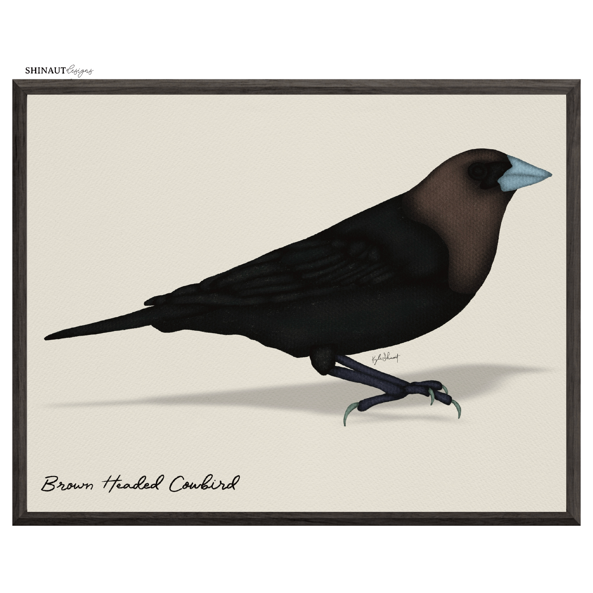 brown headed cowbird art print in black picture frames