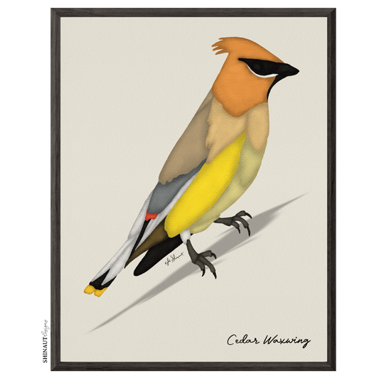 cedar waxwing art print in black picture frames