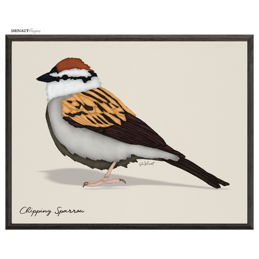 chipping sparrow art print in black picture frames