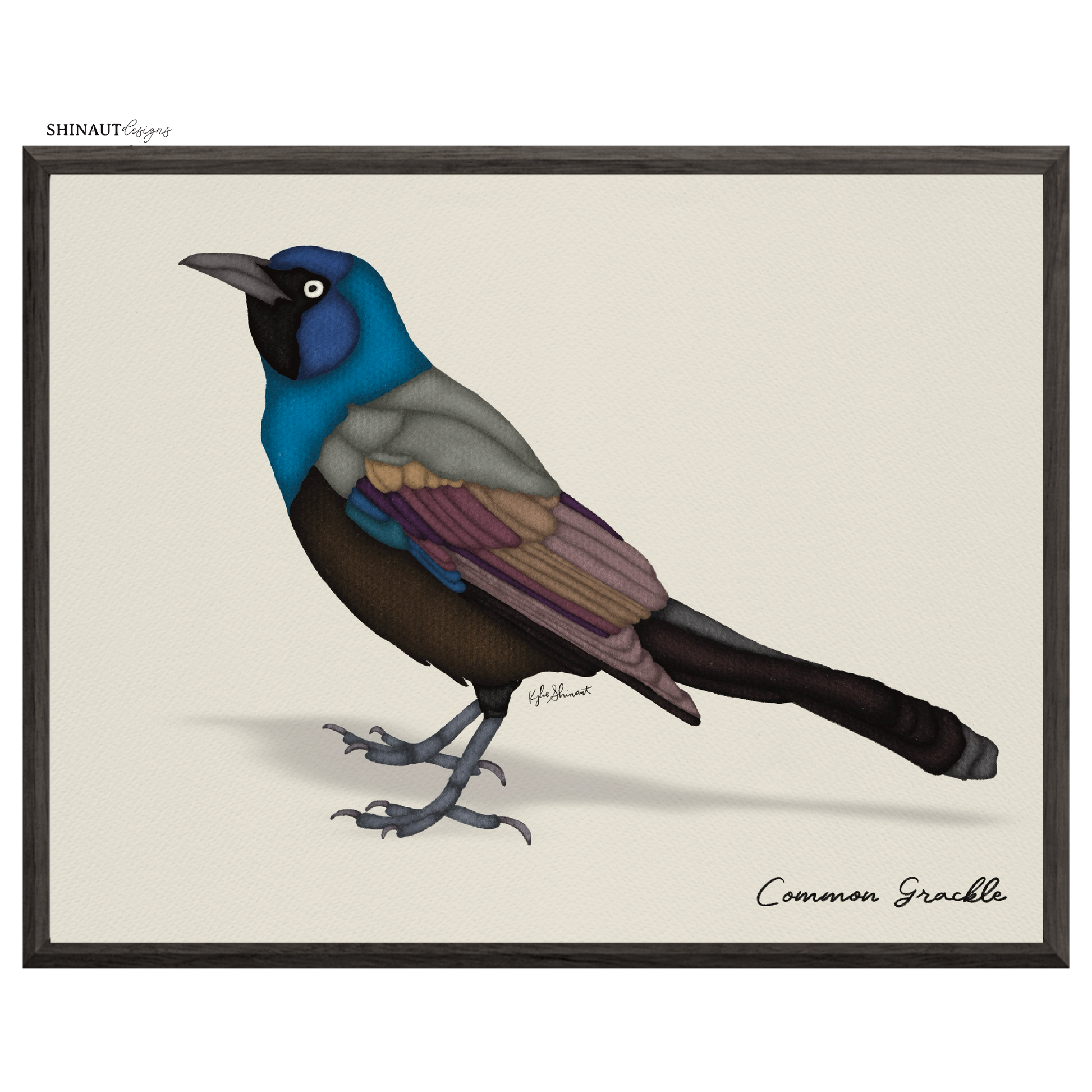 common grackle art print  in black picture frames