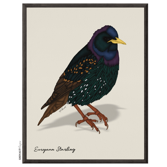 european starling art print in black picture frames