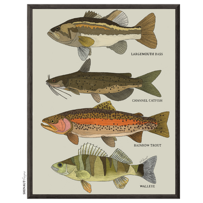 freshwater fish art print in a black picture frame