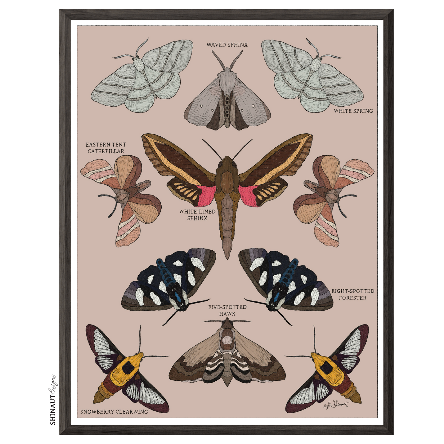 garden moths entomology classification art print