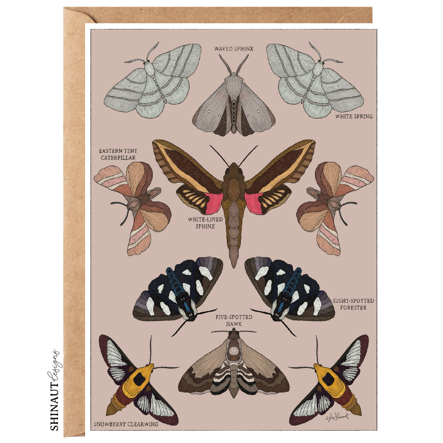 garden moths entomology classification greeting card