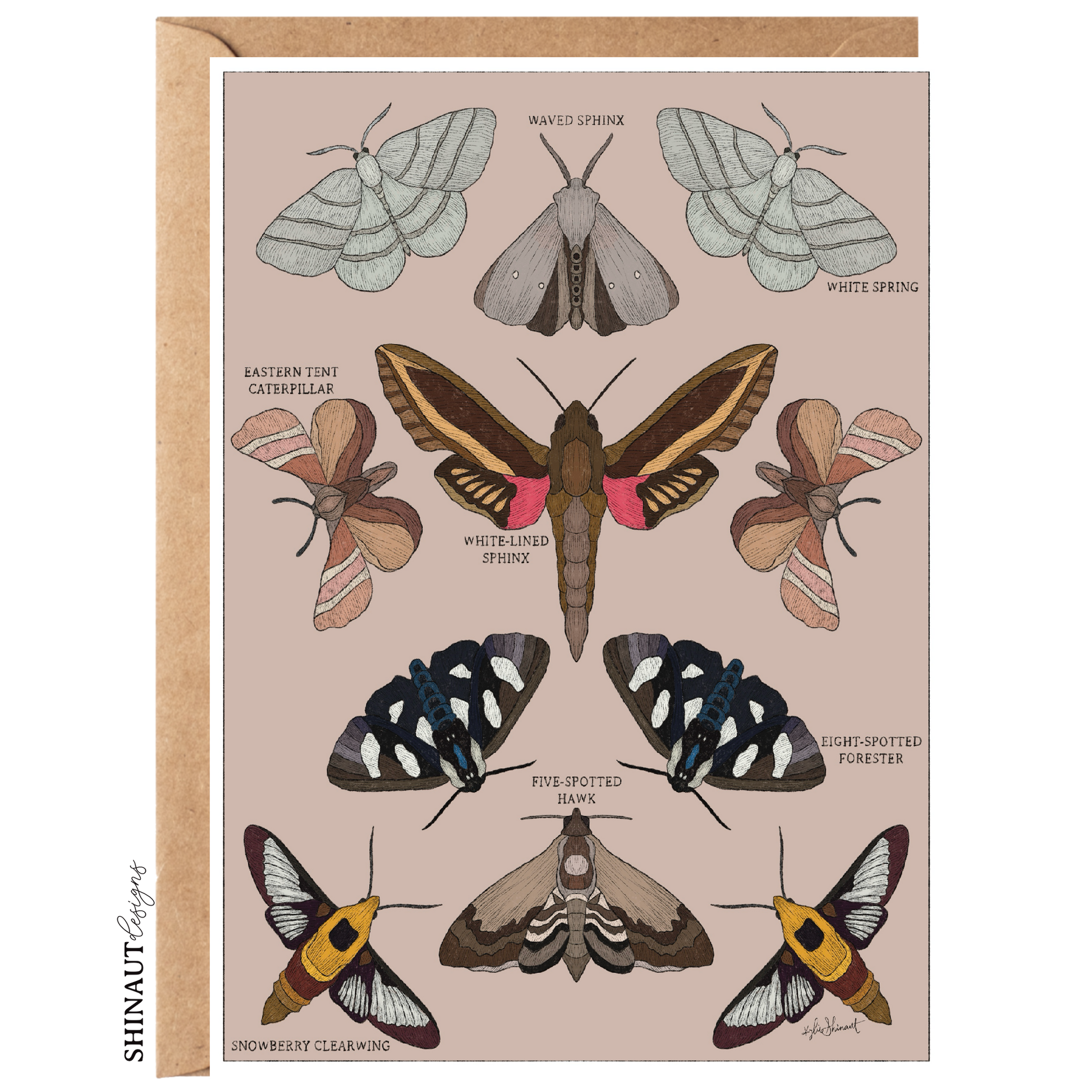 garden moths entomology classification greeting card