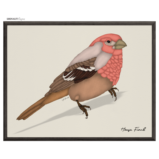 house finch art print in black picture frames