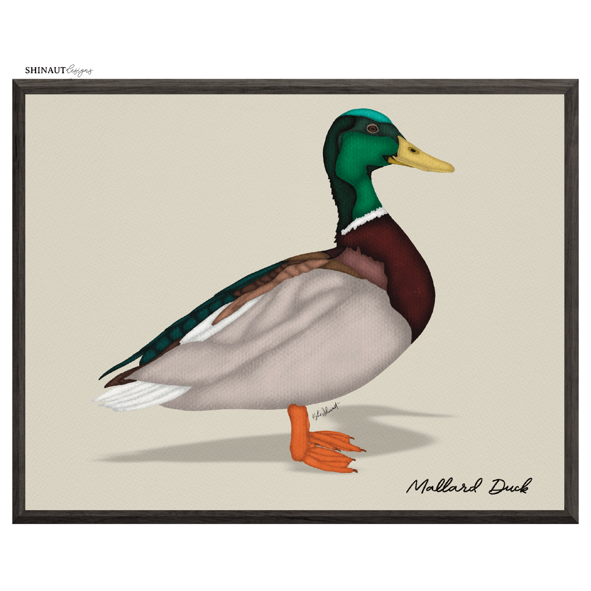 mallard duck art print in black picture frames