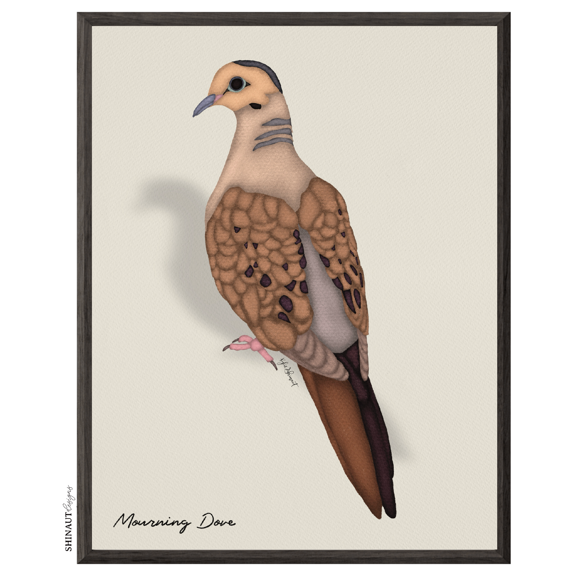 mourning dove art print in black picture frames