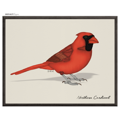 northern cardinal art print  in black picture frames