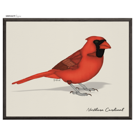 northern cardinal art print  in black picture frames