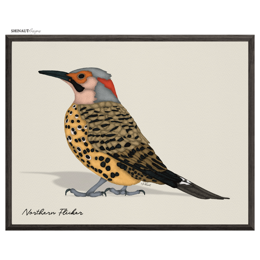 northern flicker art print in black picture frames