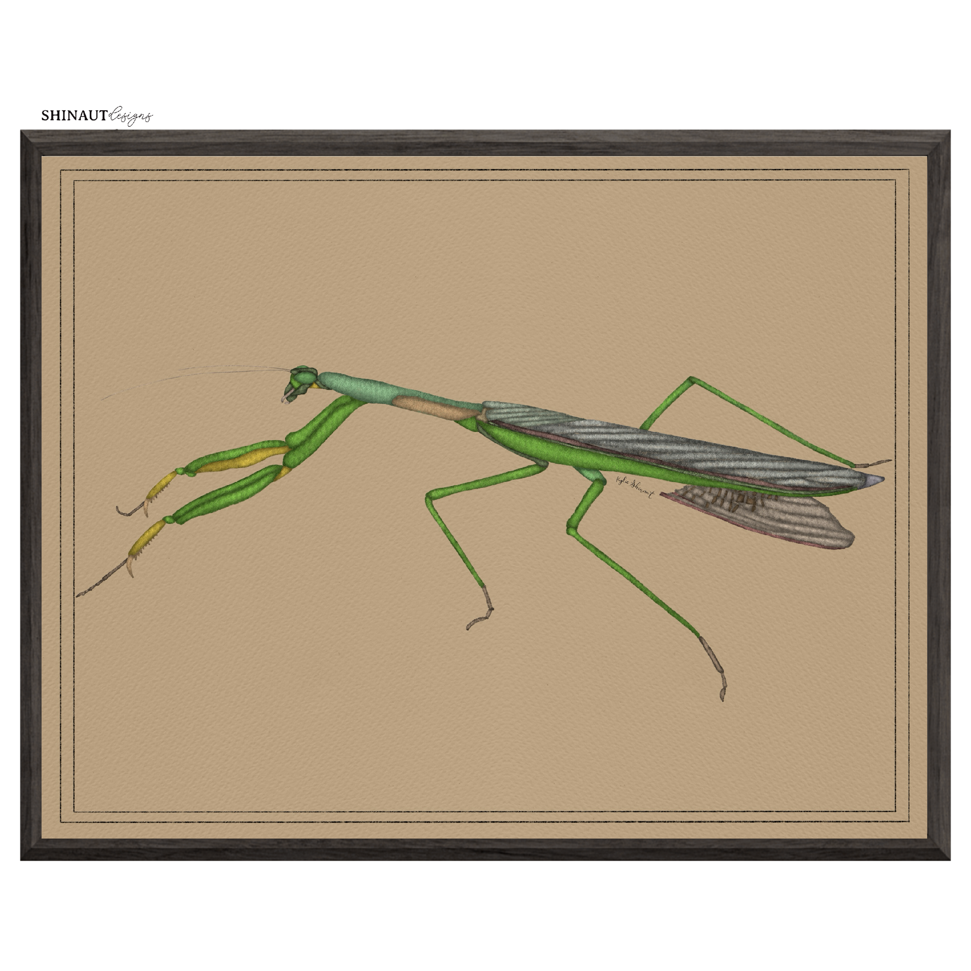 praying mantis art print in black picture frames