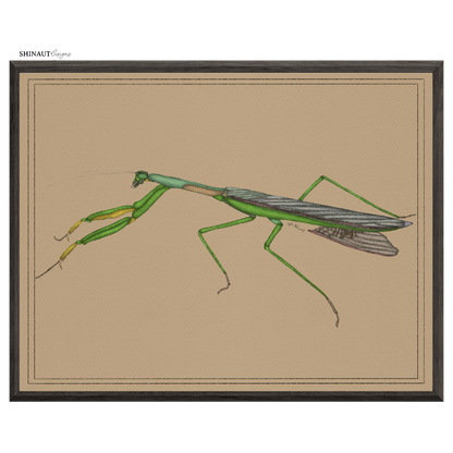 praying mantis art print in black picture frames