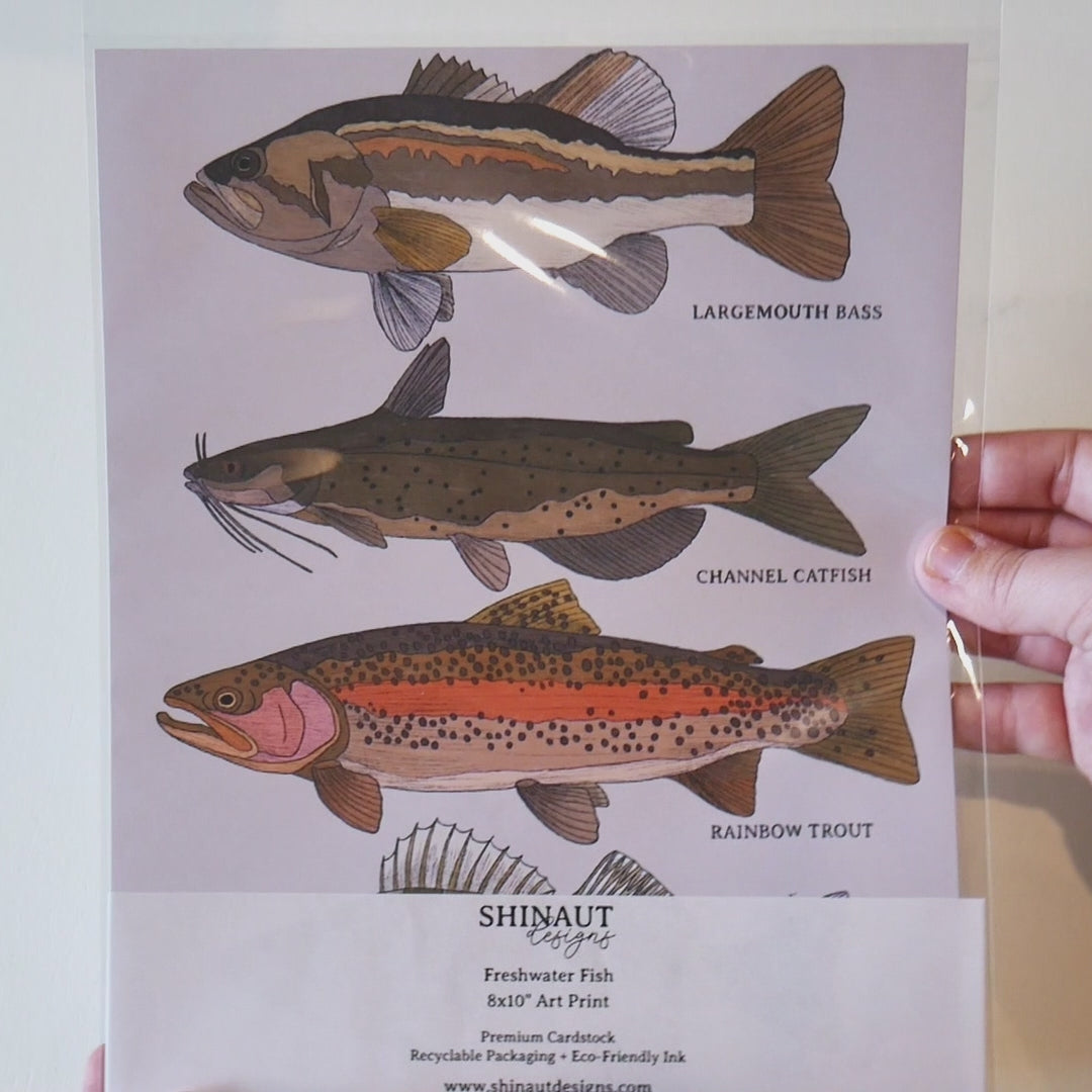 Freshwater Fish art print video