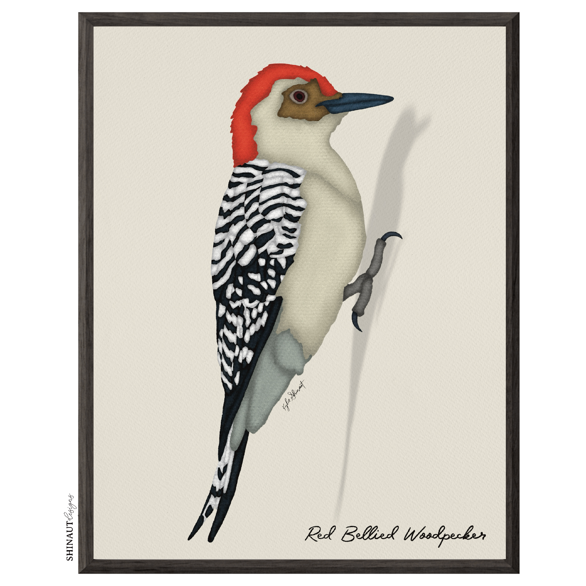 red bellied woodpecker art print in black picture frames