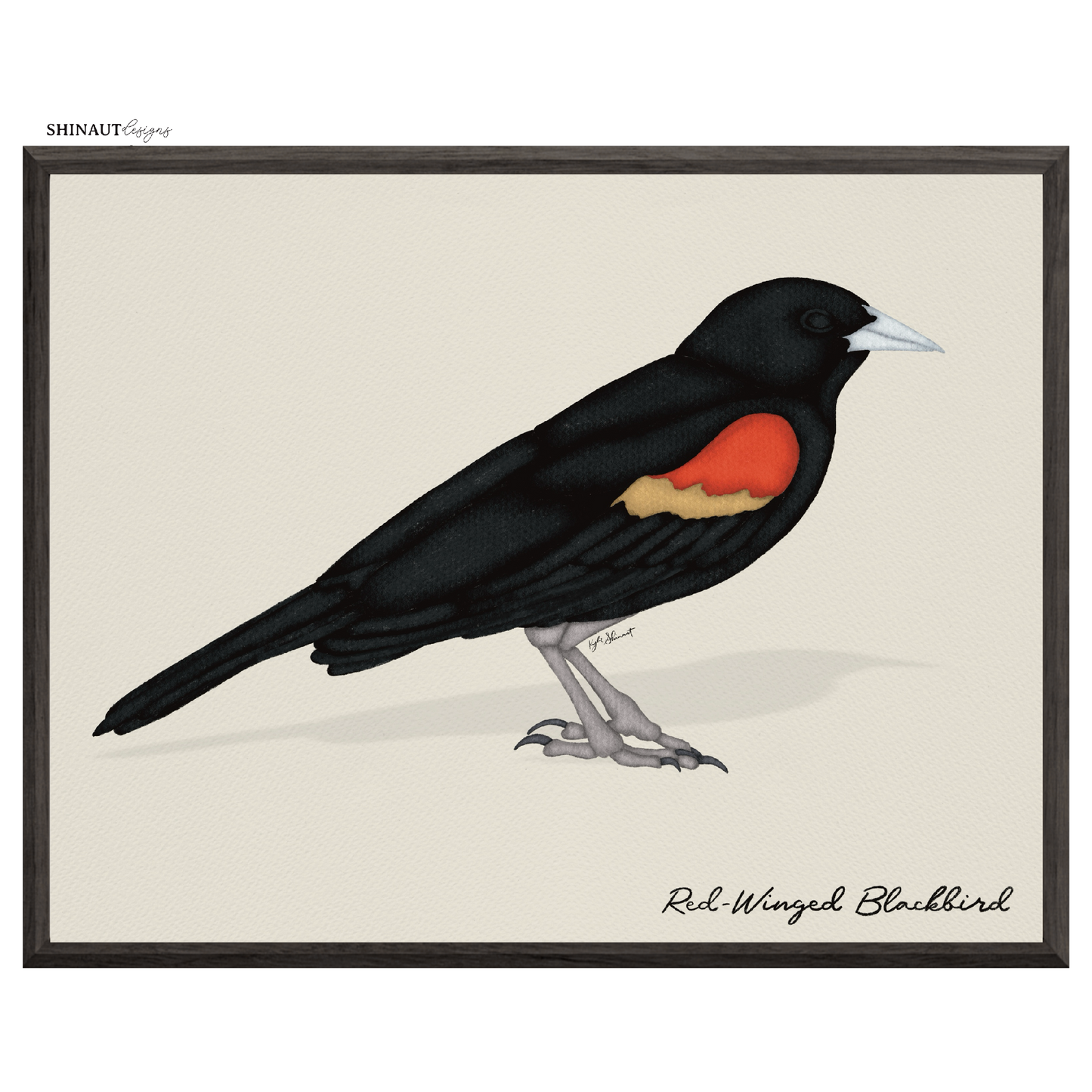 red winged blackbird art print in black picture frames