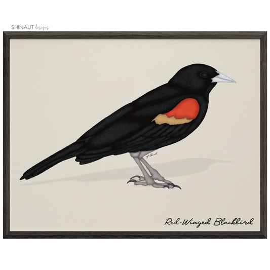 Red Winged Blackbird Art Print