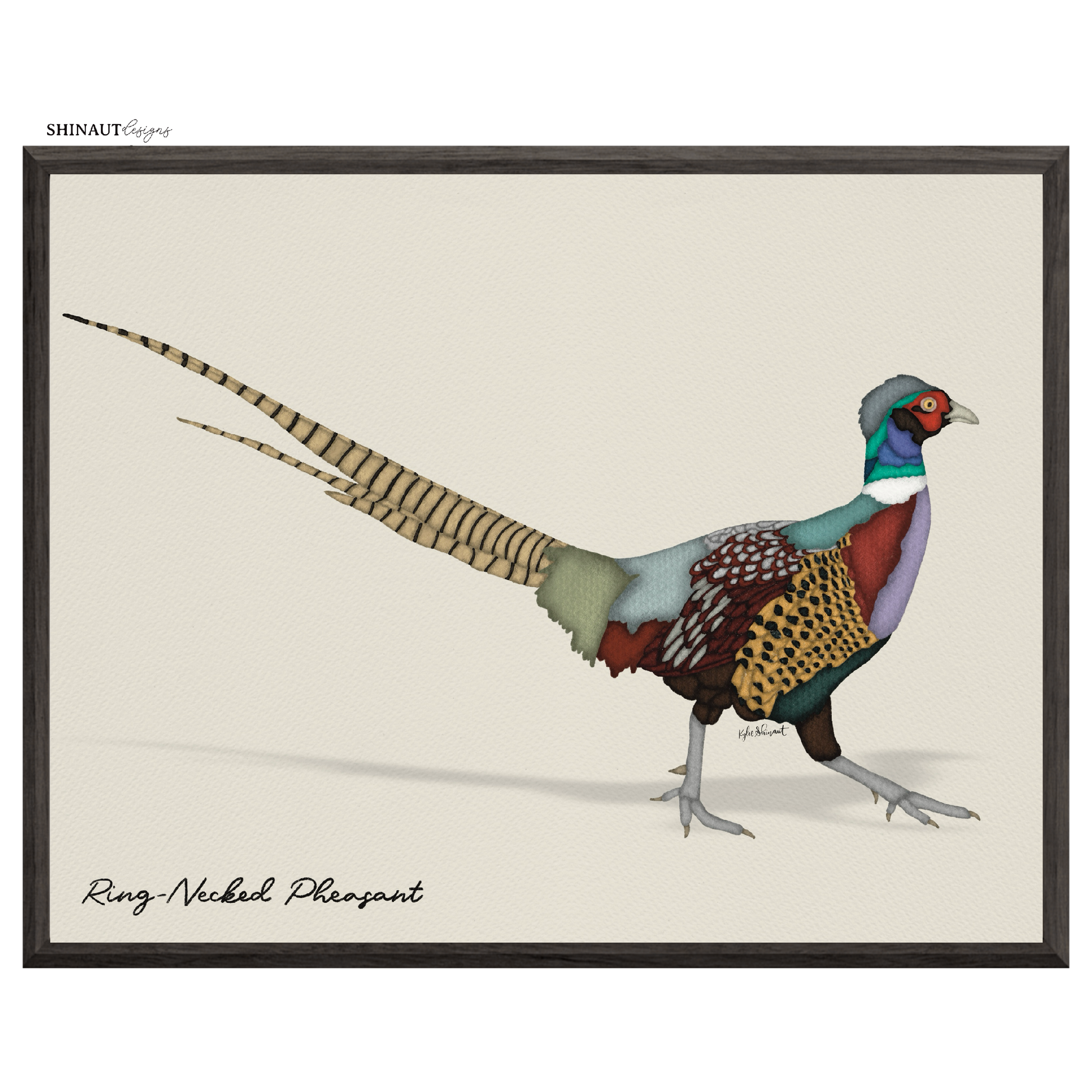 ring necked pheasant art print in black picture frames