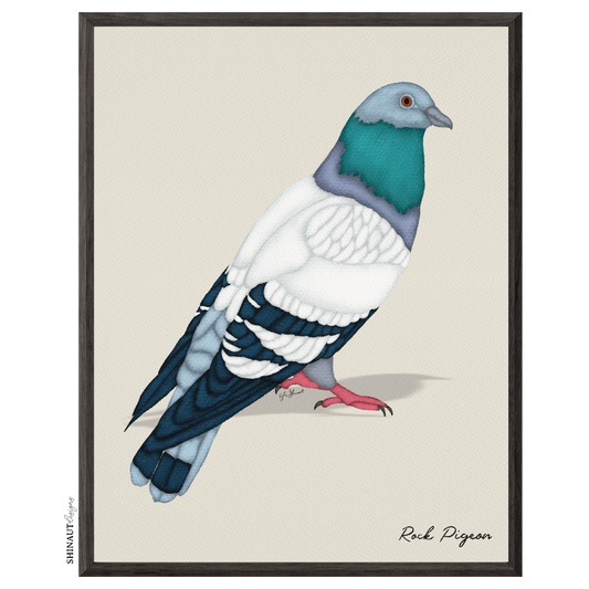 rock pigeon art print in black picture frames