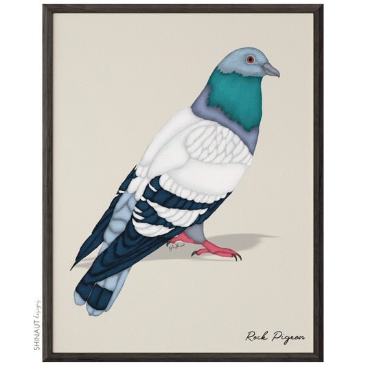Rock Pigeon Art Print