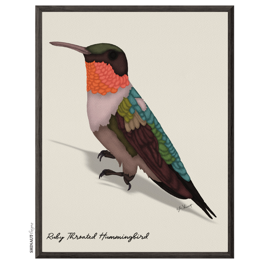 ruby throated hummingbird art print in black picture frames