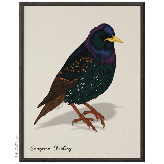 European Starling Art Print