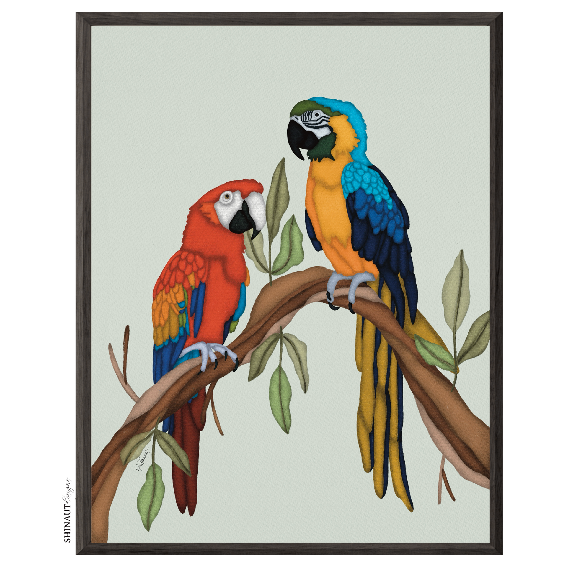 the macaws art print in black picture frames