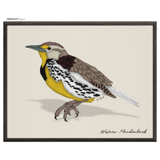 western meadowlark art print in black picture frames